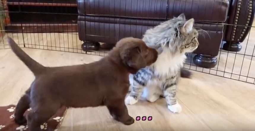 ラブラドールレトリーバー,動画