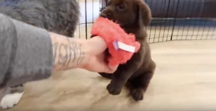 ラブラドールレトリーバー,動画