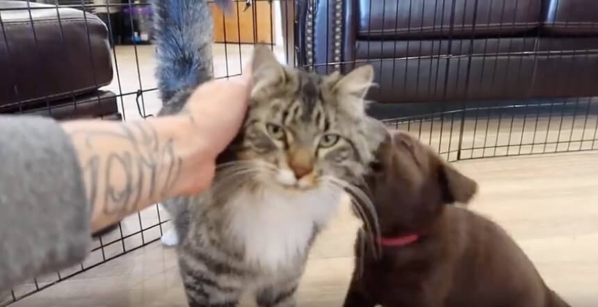 ラブラドールレトリーバー,動画