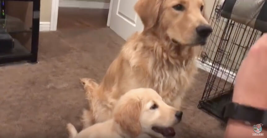 ゴールデンレトリーバー,動画