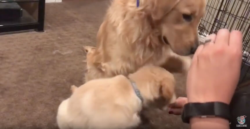 ゴールデンレトリーバー,動画