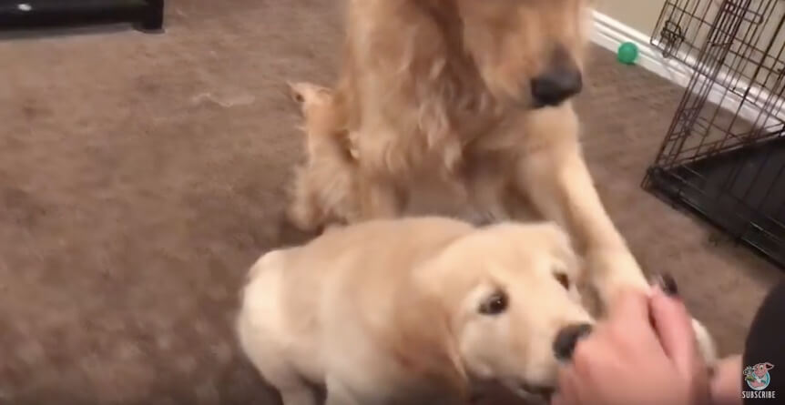 ゴールデンレトリーバー,動画