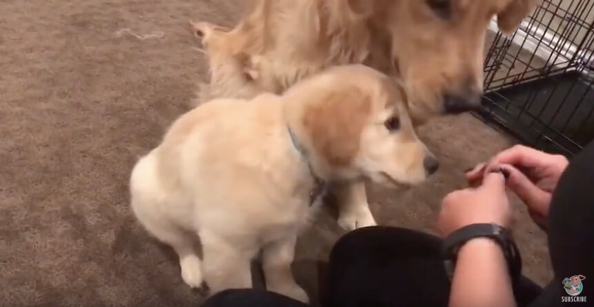 ゴールデンレトリーバー,動画