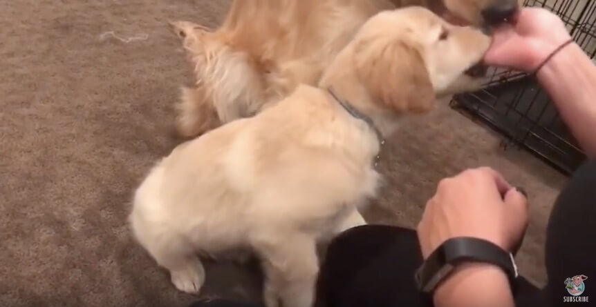 ゴールデンレトリーバー,動画