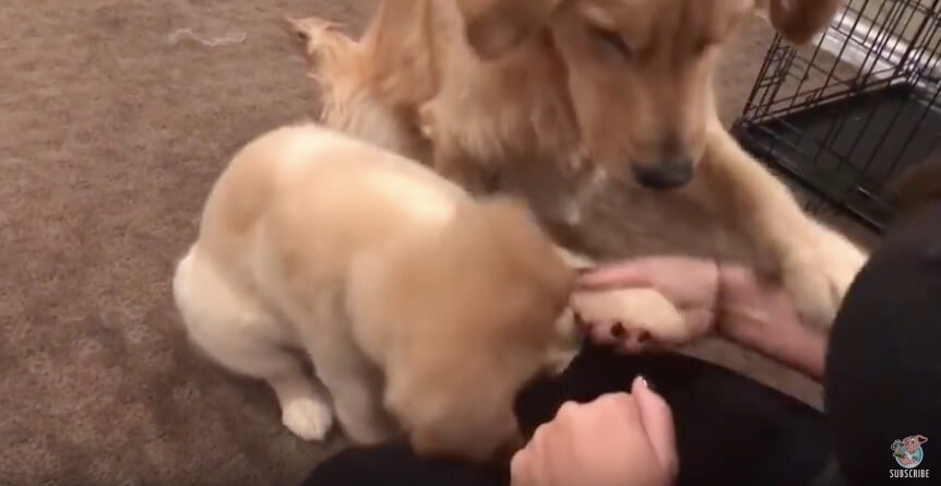 ゴールデンレトリーバー,動画