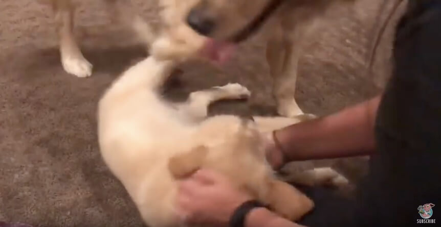 ゴールデンレトリーバー,動画