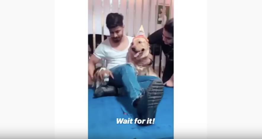 ゴールデンレトリーバー,動画