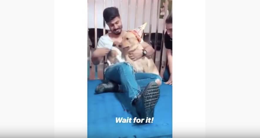 ゴールデンレトリーバー,動画