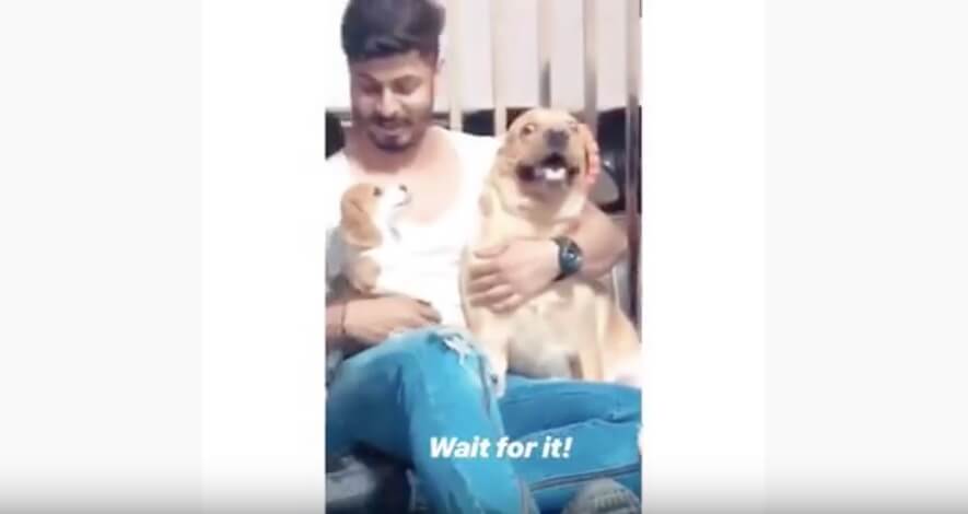 ゴールデンレトリーバー,動画