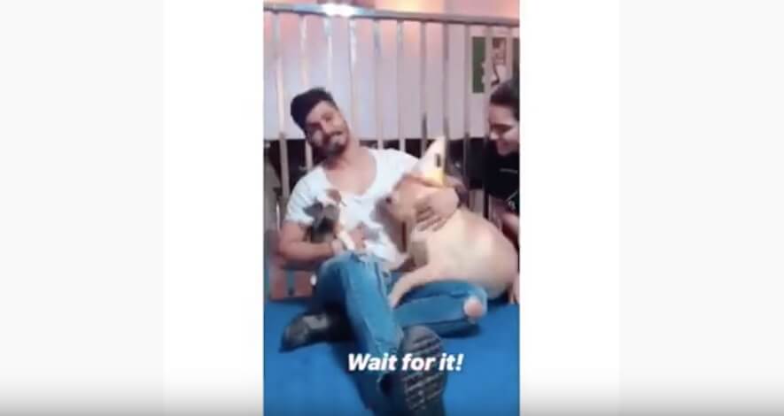 ゴールデンレトリーバー,動画