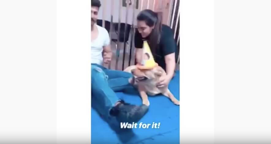 ゴールデンレトリーバー,動画