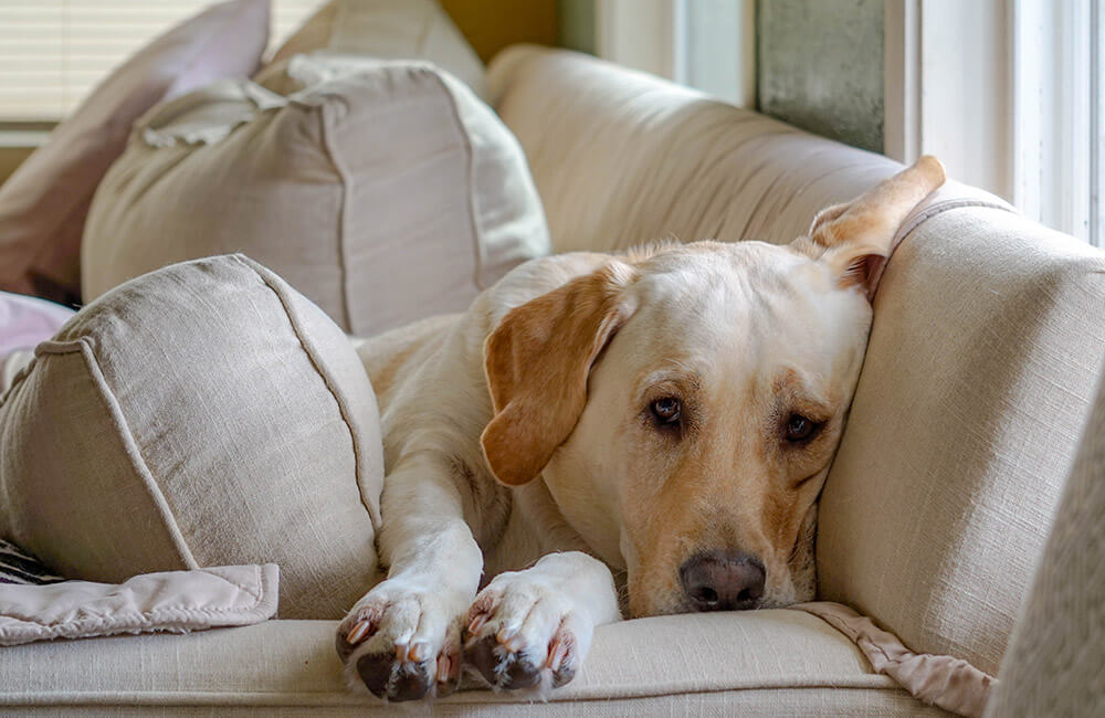 レトリーバー,マンボウやしろ
