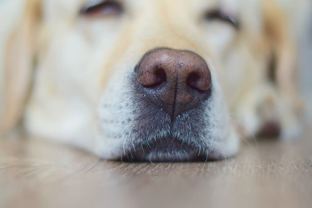 レトリーバー,マンボウやしろ