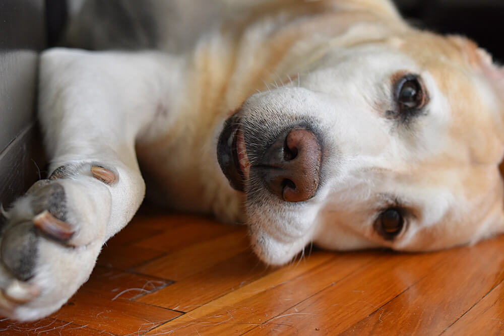 レトリーバー,マンボウやしろ