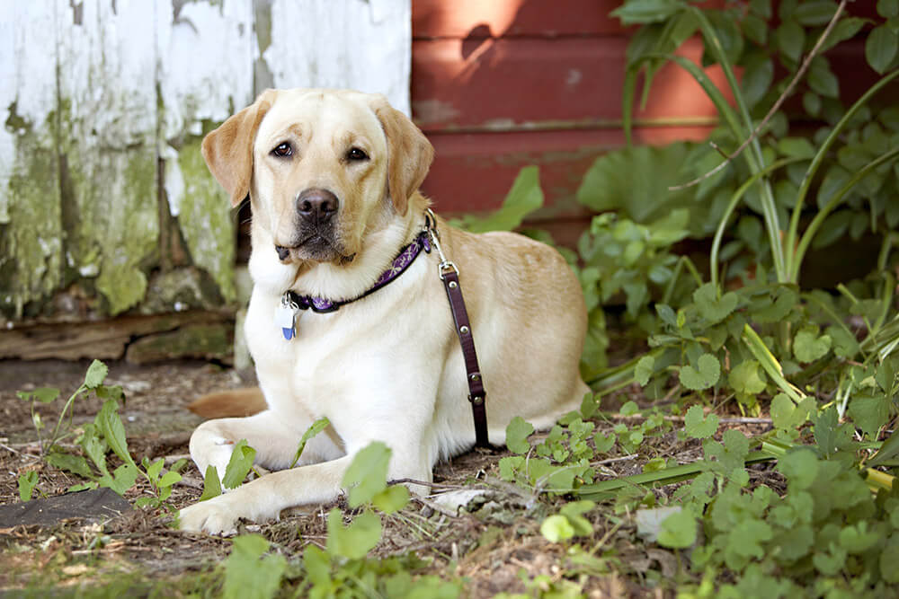 レトリーバー,マンボウやしろ