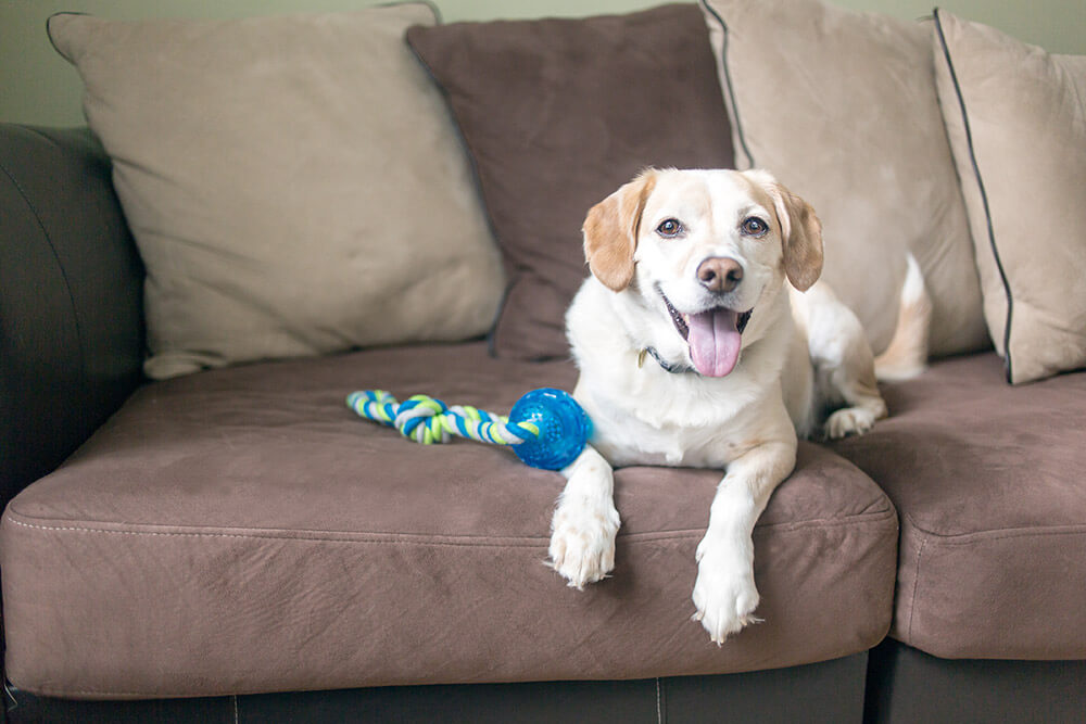 レトリーバー,マンボウやしろ