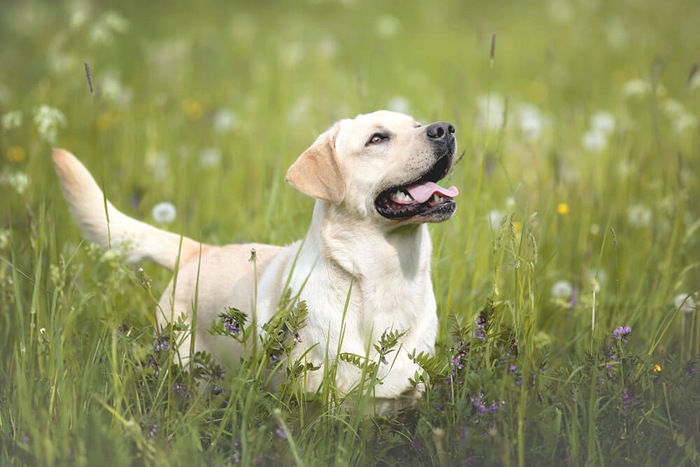 レトリーバー,マンボウやしろ