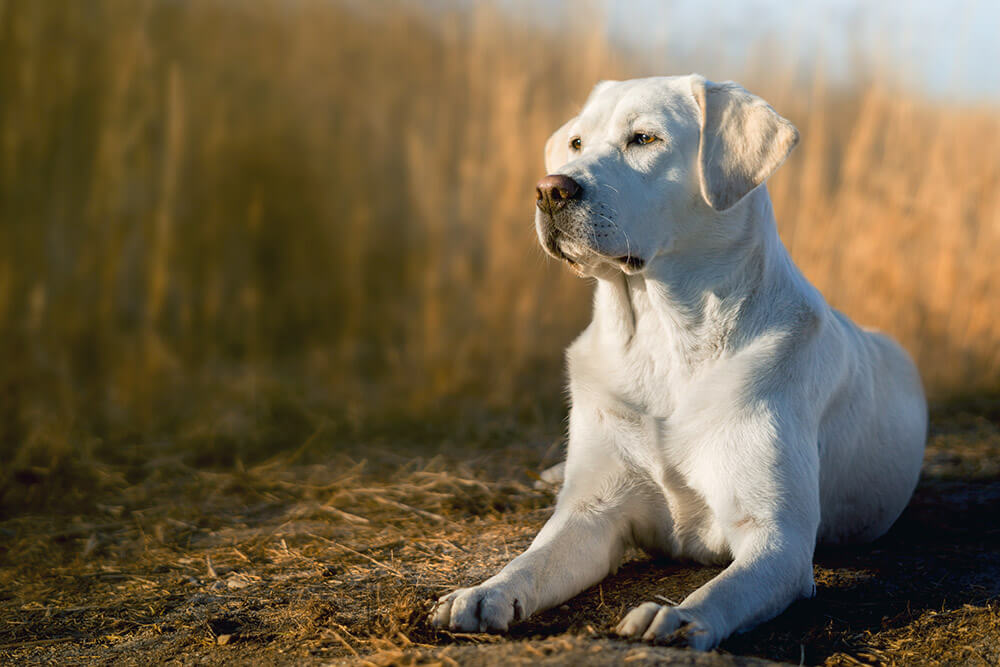 レトリーバー,マンボウやしろ