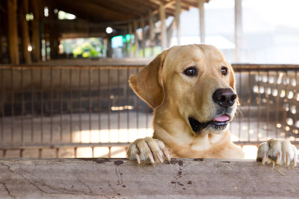 レトリーバー,マンボウやしろ