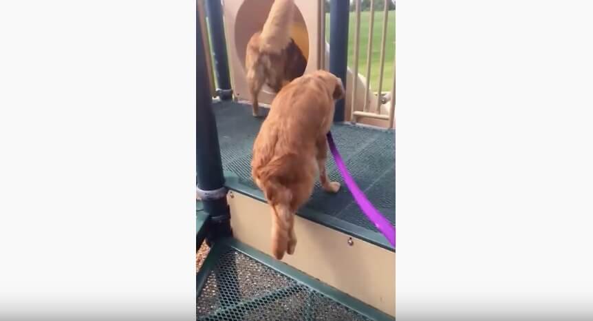 ゴールデンレトリーバー,動画