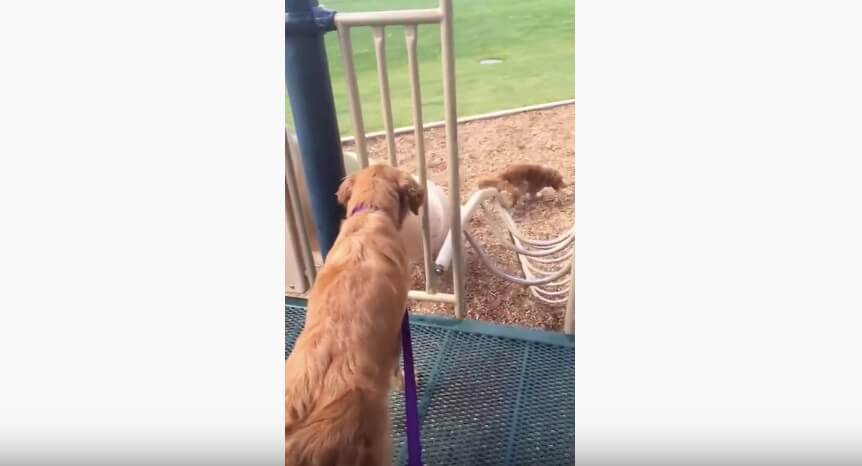 ゴールデンレトリーバー,動画