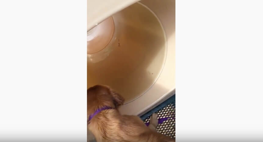 ゴールデンレトリーバー,動画