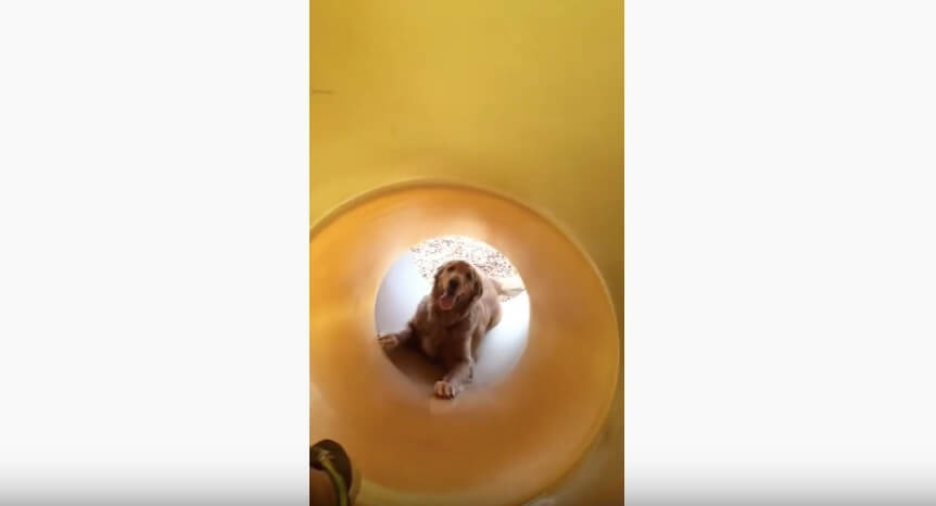 ゴールデンレトリーバー,動画