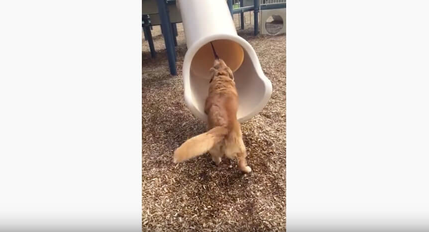 ゴールデンレトリーバー,動画