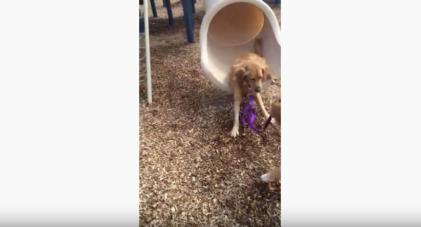 ゴールデンレトリーバー,動画