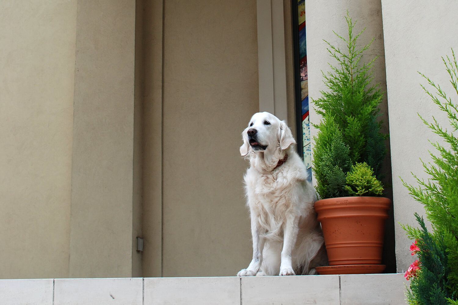 レトリーバー,多頭飼い