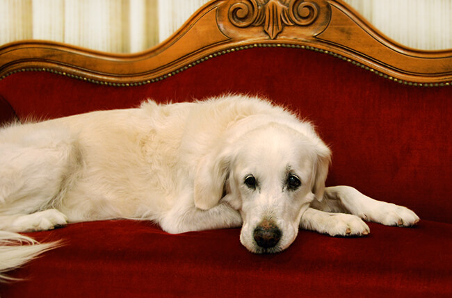 レトリーバー,多頭飼い