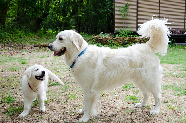 レトリーバー,多頭飼い