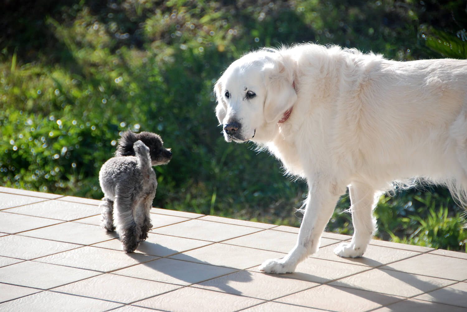 レトリーバー,多頭飼い
