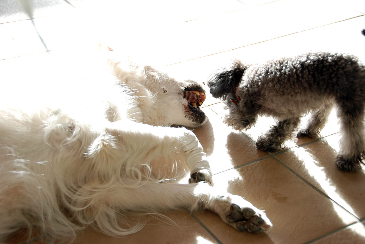 レトリーバー,多頭飼い