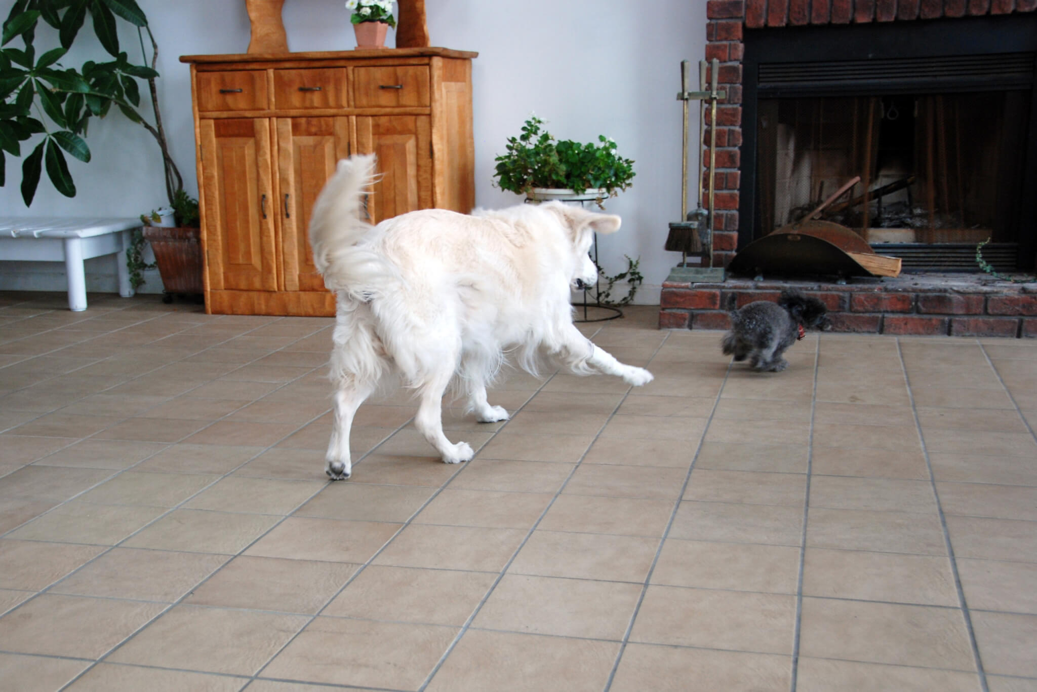 レトリーバー,多頭飼い