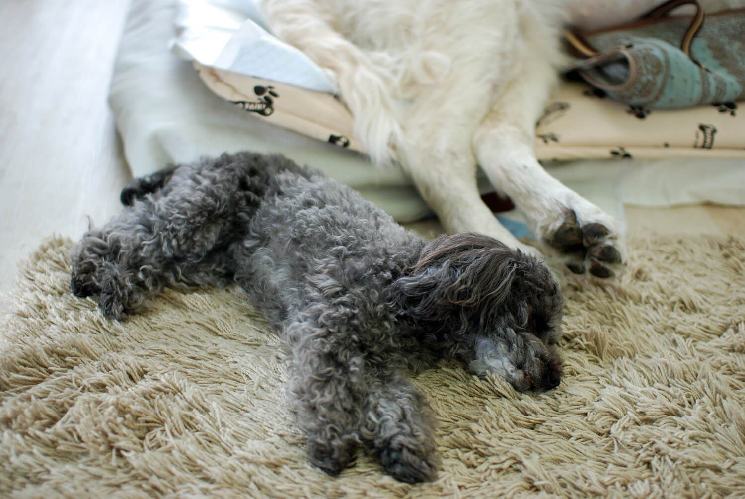 レトリーバー,多頭飼い