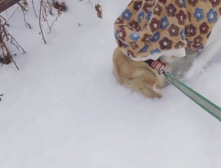 ラブラドールレトリーバー,動画