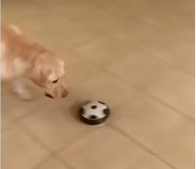 ラブラドールレトリーバー,動画