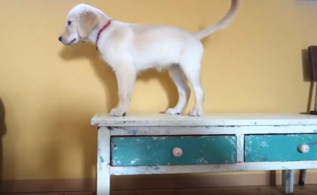 ゴールデンレトリーバー,動画