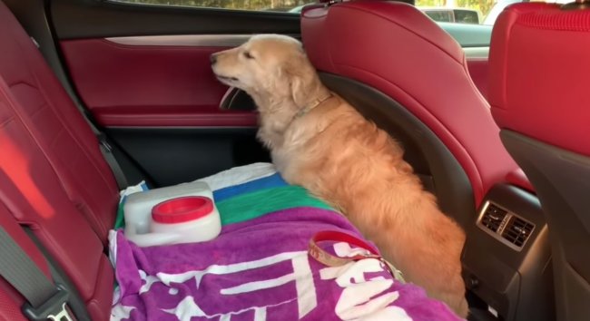 ゴールデンレトリーバー,動画