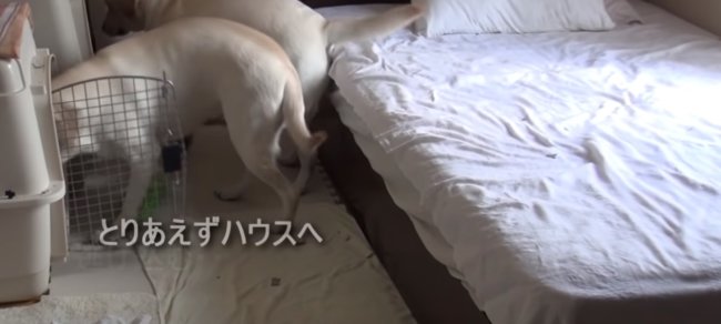 ラブラドールレトリーバー,動画