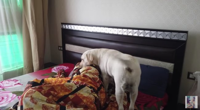 ラブラドールレトリーバー,動画