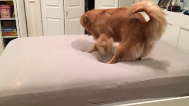 ゴールデンレトリーバー,動画