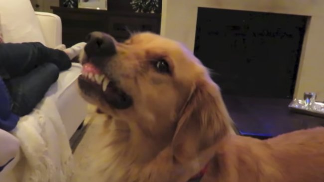 ゴールデンレトリーバー,動画