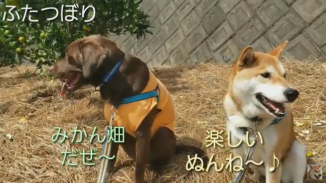 ラブラドールレトリーバー,動画