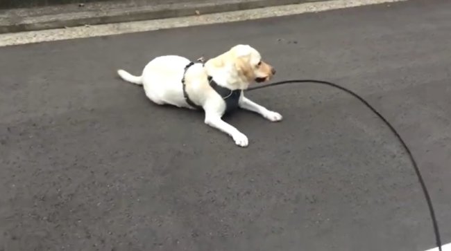 ラブラドールレトリーバー,動画