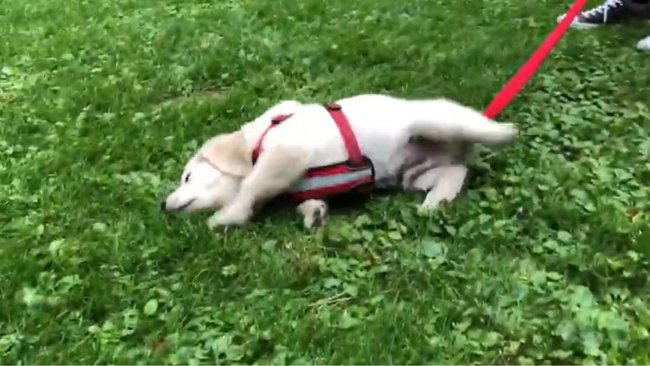 ラブラドールレトリーバー,動画