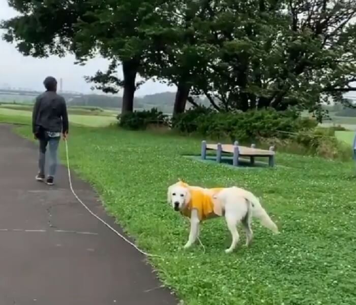 ゴールデンレトリーバー,動画