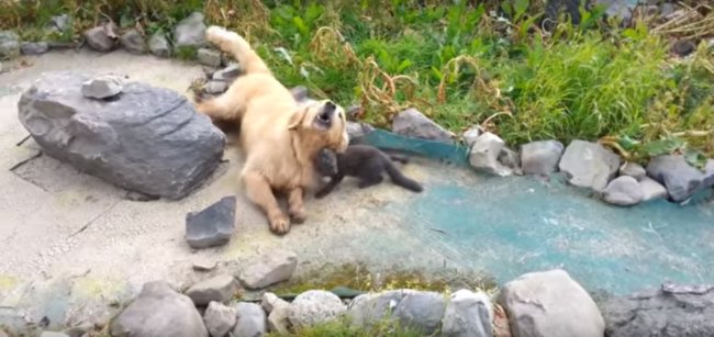 ゴールデンレトリーバー,動画