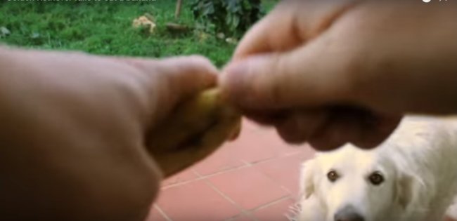 ゴールデンレトリーバー,動画